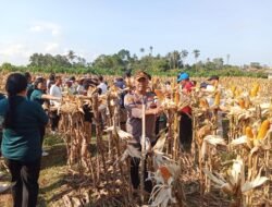 Waka Polsek Mengwi Hadiri Gerakan Panen Jagung Bersama oleh Dinas Pertanian dan Pangan Kabupaten Badung