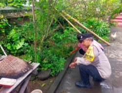 Bhabinkamtibmas Polsek Abiansemal Dorong Ketahanan Pangan Melalui Pemanfaatan Pekarangan Rumah