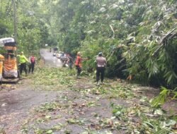 Pohon Tumbang Di Jalur Utama, Polsek Petang Gercep Lakukan Evakuasi