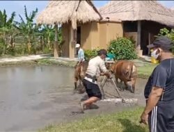 Latih Sapi Olah Lahan Sawah, Bhabinkamtibmas Desa Kesiman Kertalangu Dukung Program Asta Cita